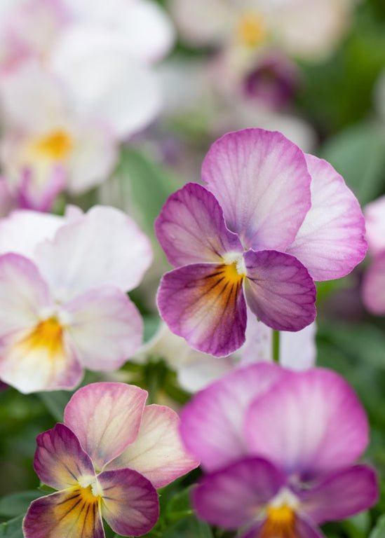Viola ‘Gem Pink Antique’ - Clementine Home Floral Gift