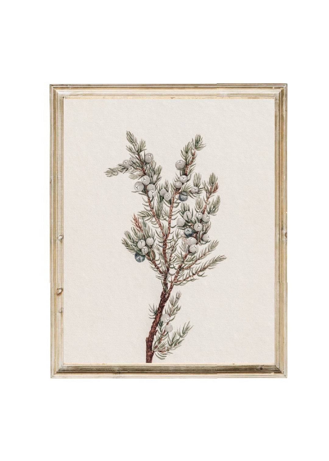 Winter Greenery Vintage Art Print - Clementine Home Floral Gift