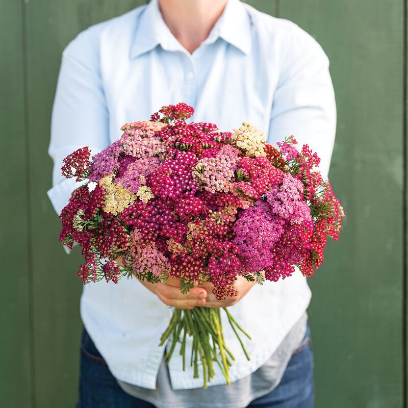 Yarrow - Red Shades - Clementine Home Floral Gift