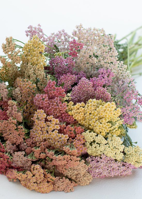 Yarrow ‘Summer Berries’ - Clementine Home Floral Gift