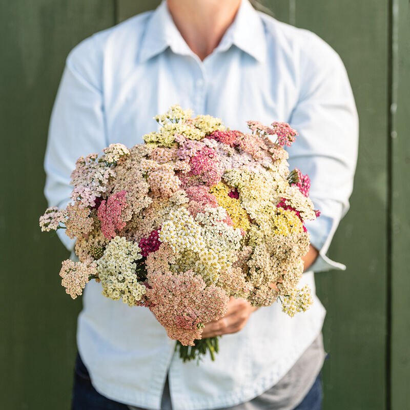 Yarrow - Summer Berries - Clementine Home Floral Gift