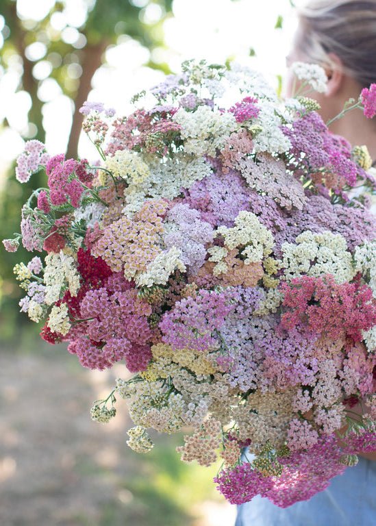 Yarrow ‘Summer Berries’ - Clementine Home Floral Gift