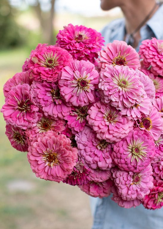Zinnia ‘Benary’s Giant Bright Pink’ - Clementine Home Floral Gift