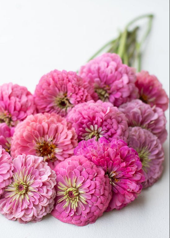 Zinnia ‘Benary’s Giant Bright Pink’ - Clementine Home Floral Gift
