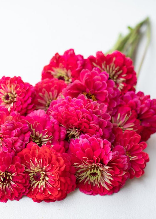 Zinnia ‘Benary’s Giant Carmine’ - Clementine Home Floral Gift