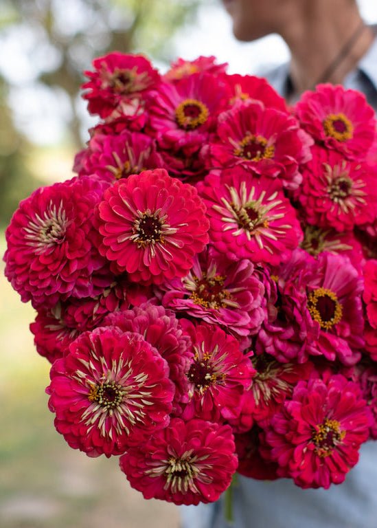 Zinnia ‘Benary’s Giant Carmine’ - Clementine Home Floral Gift