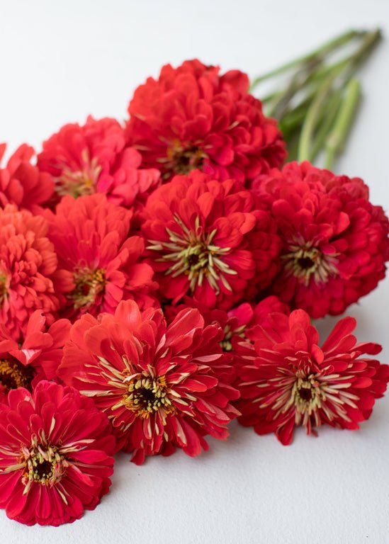 Zinnia ‘Benary’s Giant Coral’ - Clementine Home Floral Gift