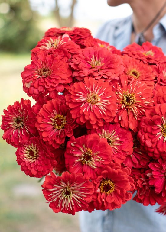 Zinnia ‘Benary’s Giant Coral’ - Clementine Home Floral Gift