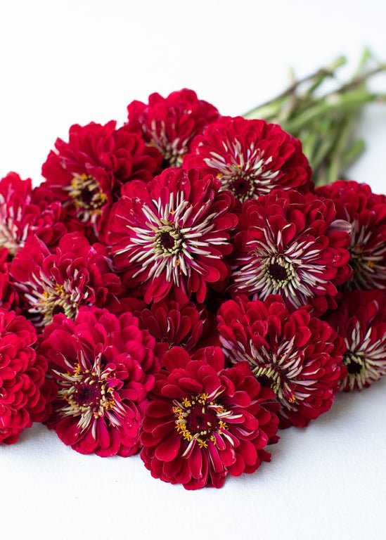 Zinnia ‘Benary’s Giant Deep Red’ - Clementine Home Floral Gift