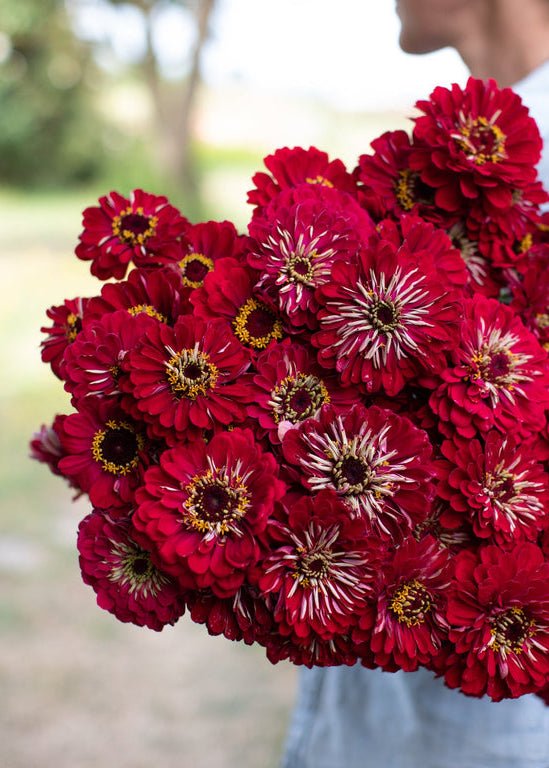 Zinnia ‘Benary’s Giant Deep Red’ - Clementine Home Floral Gift