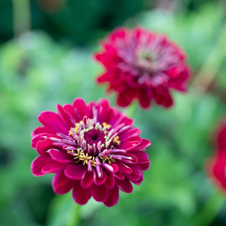 Zinnia ‘Benary’s Giant Deep Red’ - Clementine Home Floral Gift