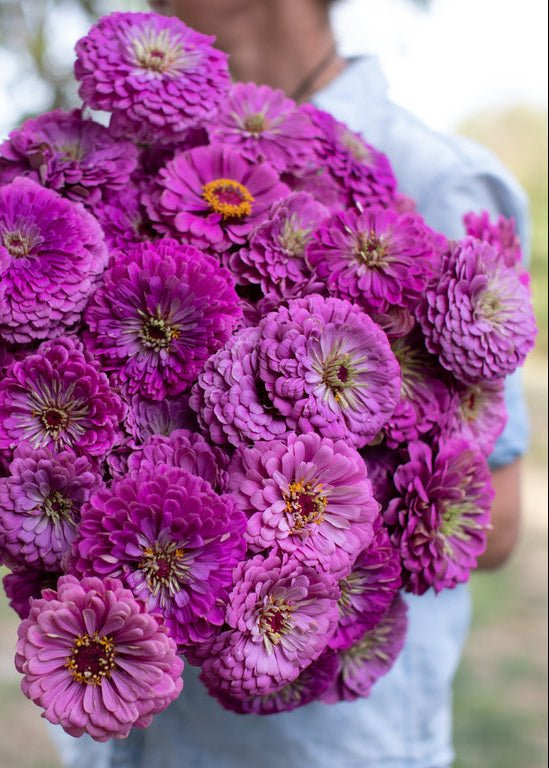 Zinnia ‘Benary’s Giant Lilac’ - Clementine Home Floral Gift