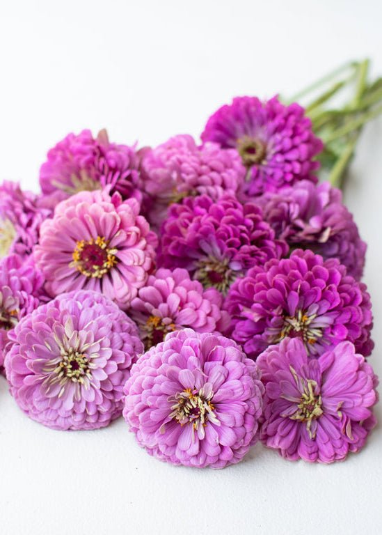 Zinnia ‘Benary’s Giant Lilac’ - Clementine Home Floral Gift