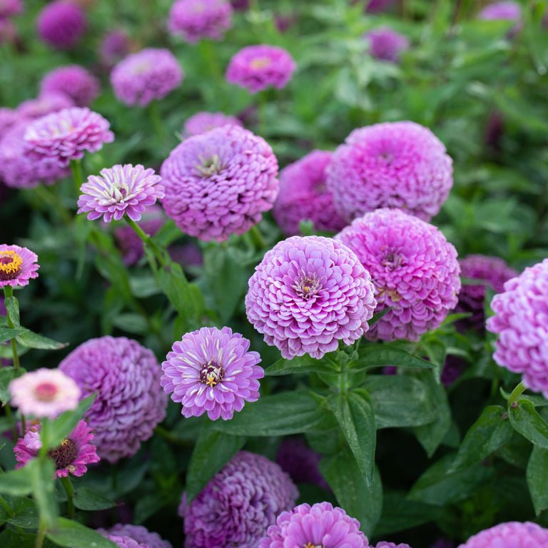 Zinnia ‘Benary’s Giant Lilac’ - Clementine Home Floral Gift