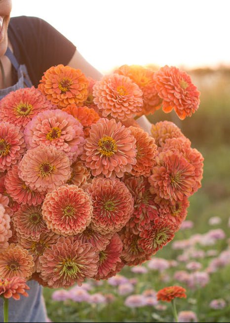 Zinnia ‘Benary’s Giant Salmon Rose’ - Clementine Home Floral Gift