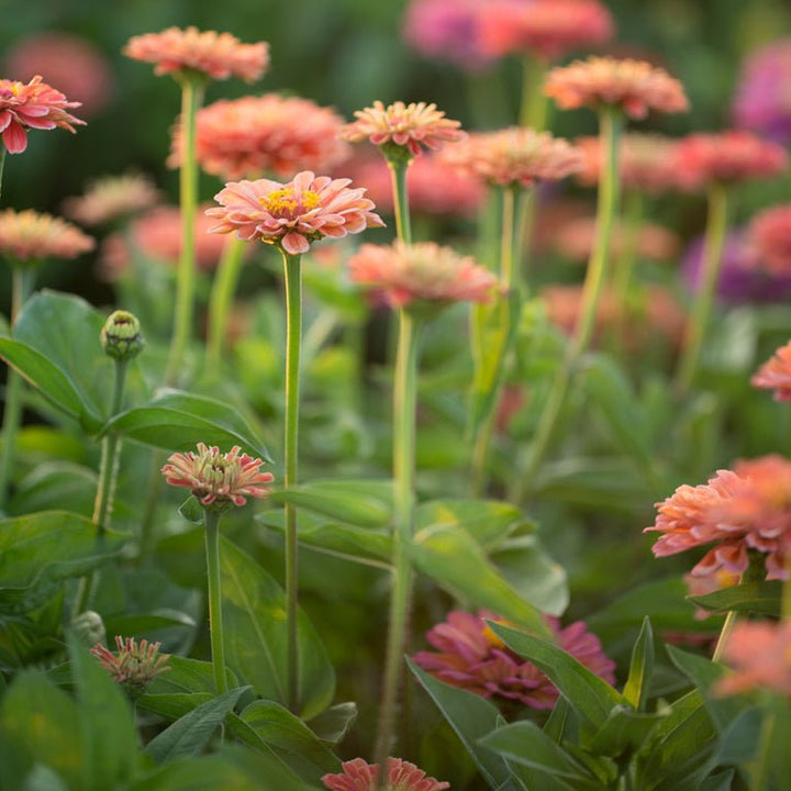 Zinnia ‘Benary’s Giant Salmon Rose’ - Clementine Home Floral Gift