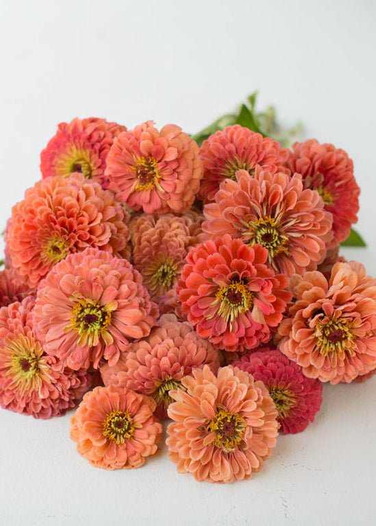 Zinnia ‘Benary’s Giant Salmon Rose’ - Clementine Home Floral Gift