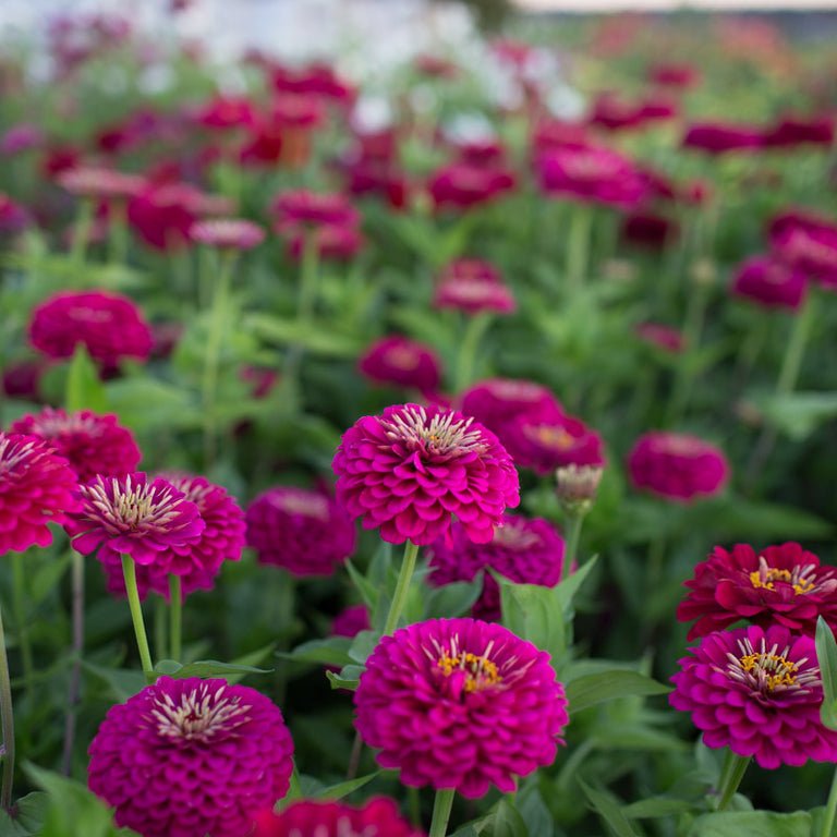 Zinnia ‘Benary’s Giant Wine’ - Clementine Home Floral Gift