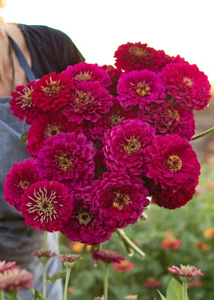 Zinnia ‘Benary’s Giant Wine’ - Clementine Home Floral Gift