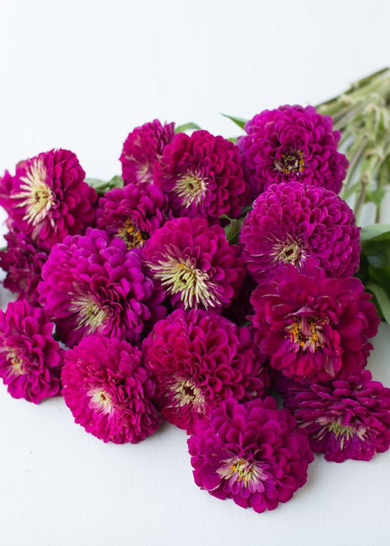 Zinnia ‘Benary’s Giant Wine’ - Clementine Home Floral Gift