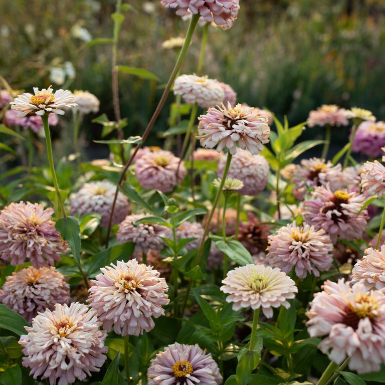 Zinnia ‘Dawn Creek Blush’ - Clementine Home Floral Gift
