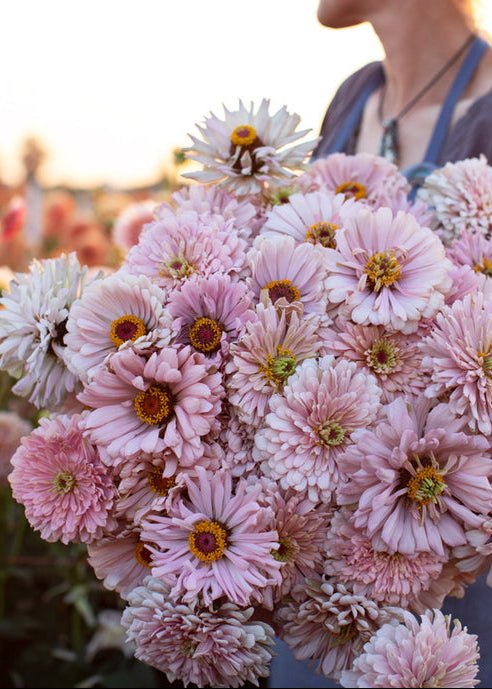 Zinnia ‘Dawn Creek Blush’ - Clementine Home Floral Gift