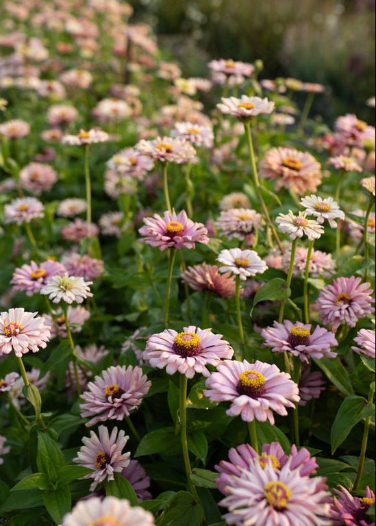 Zinnia ‘Dawn Creek Blush’ - Clementine Home Floral Gift