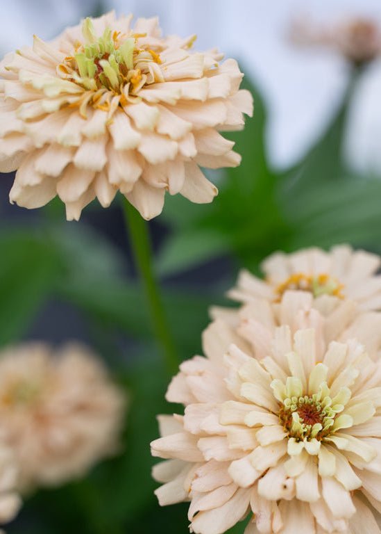 Zinnia ‘Dawn Creek Honey’ - Clementine Home Floral Gift