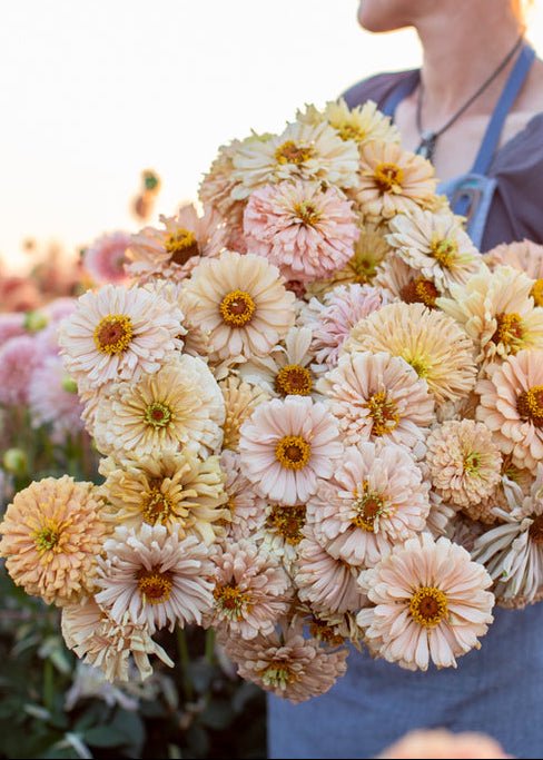 Zinnia ‘Dawn Creek Honey’ - Clementine Home Floral Gift