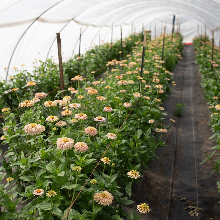 Zinnia ‘Dawn Creek Honey’ - Clementine Home Floral Gift