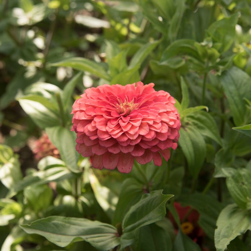 Zinnia - Giant Coral - Clementine Home Floral Gift