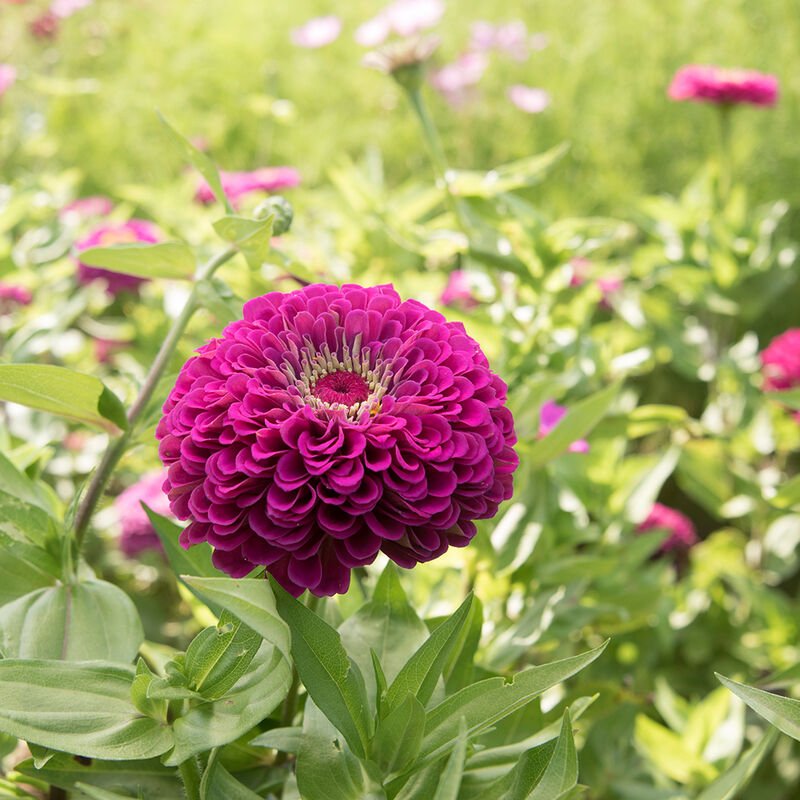 Zinnia - Giant Lilac - Clementine Home Floral Gift