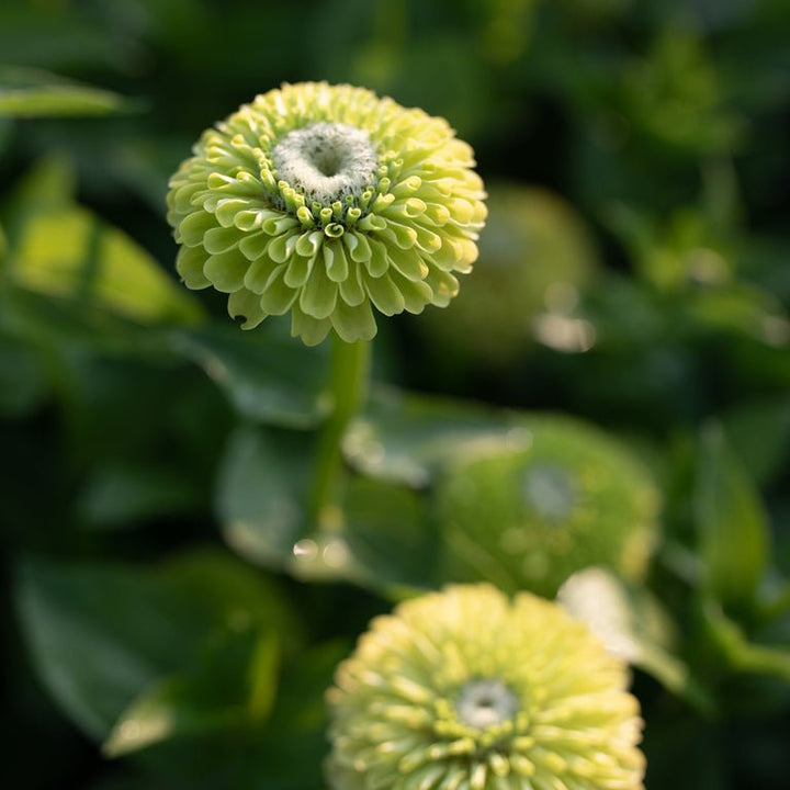 Zinnia ‘Giant Lime’ - Clementine Home Floral Gift