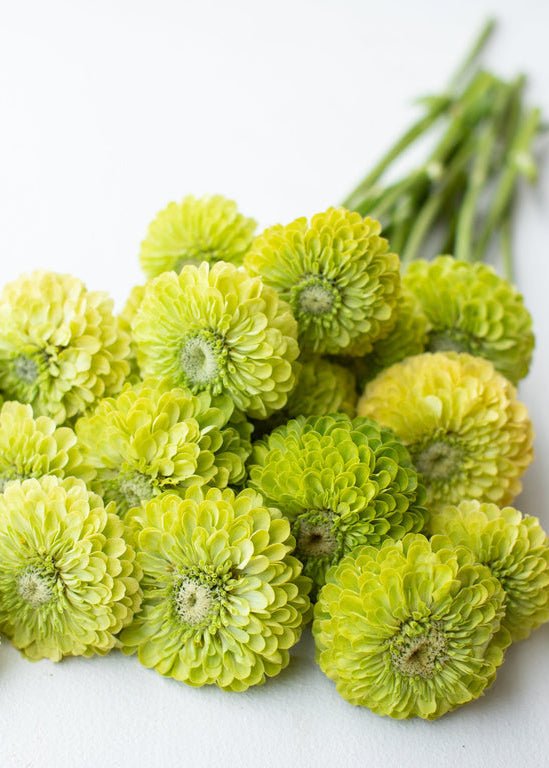 Zinnia ‘Giant Lime’ - Clementine Home Floral Gift