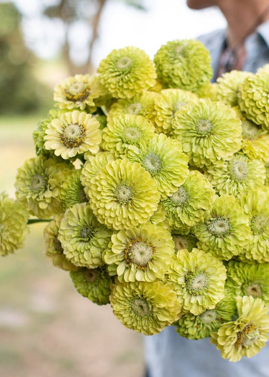 Zinnia ‘Giant Lime’ - Clementine Home Floral Gift