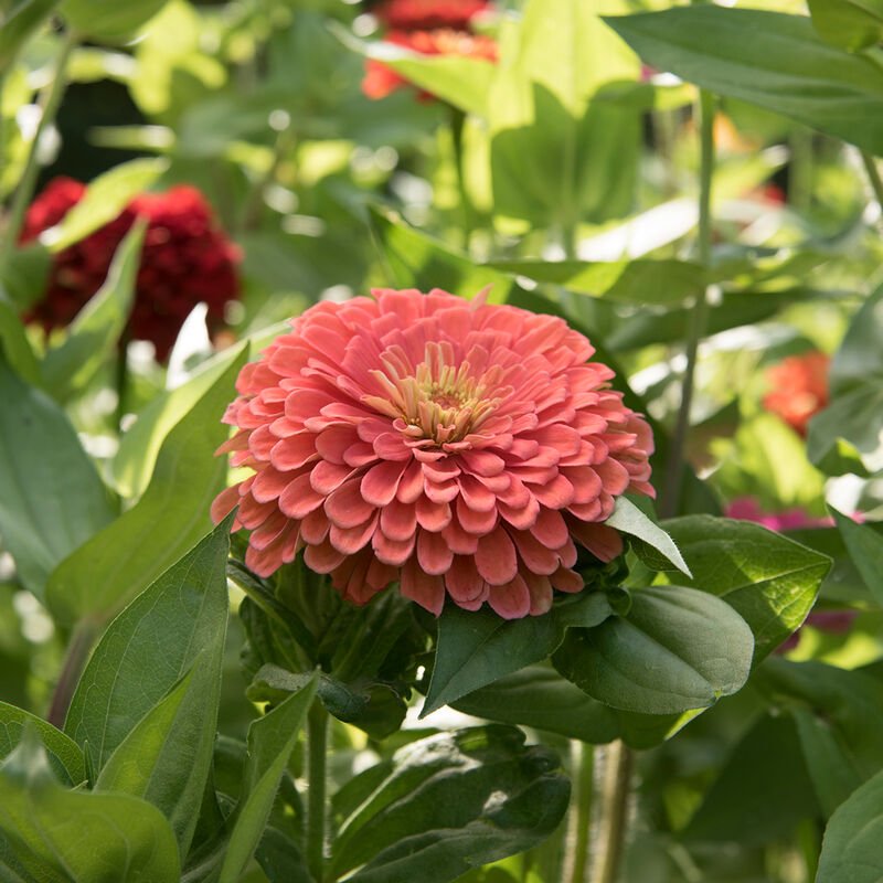 Zinnia - Giant Salmon Rose - Clementine Home Floral Gift