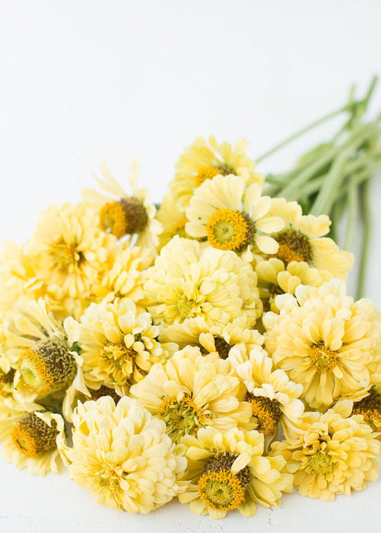 Zinnia ‘Isabellina Creamy Yellow’ - Clementine Home Floral Gift