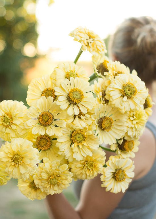Zinnia ‘Isabellina Creamy Yellow’ - Clementine Home Floral Gift