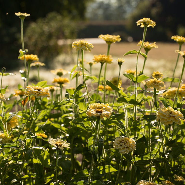 Zinnia ‘Isabellina Creamy Yellow’ - Clementine Home Floral Gift