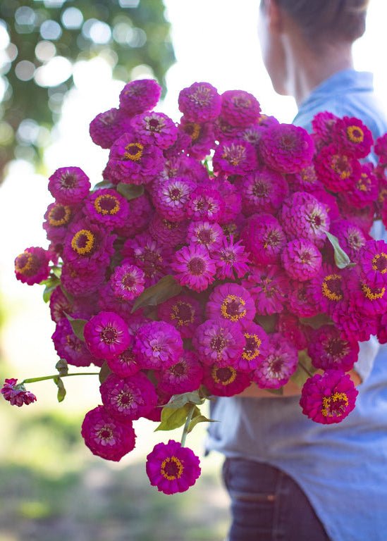 Zinnia ‘Oklahoma Carmine’ - Clementine Home Floral Gift