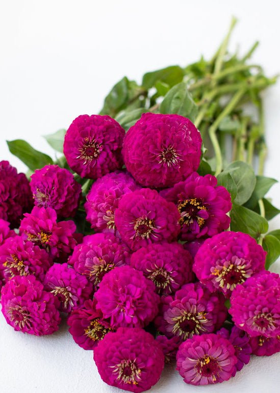 Zinnia ‘Oklahoma Carmine’ - Clementine Home Floral Gift