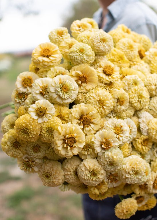 Zinnia ‘Oklahoma Ivory’ - Clementine Home Floral Gift