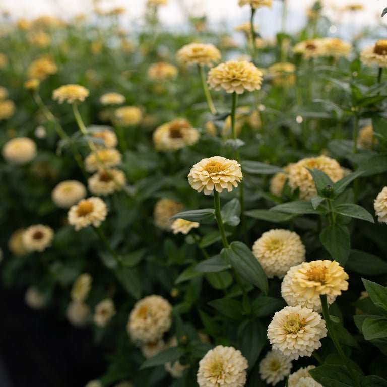 Zinnia ‘Oklahoma Ivory’ - Clementine Home Floral Gift