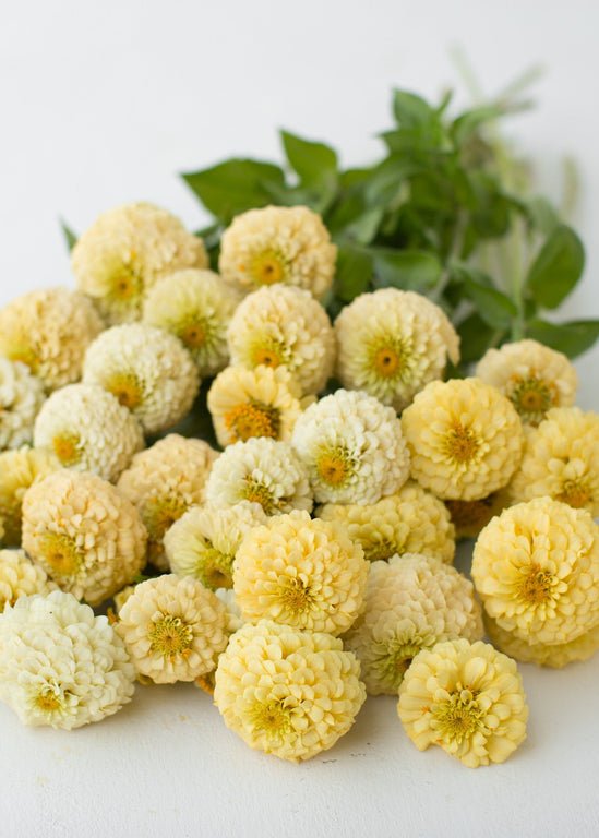 Zinnia ‘Oklahoma Ivory’ - Clementine Home Floral Gift