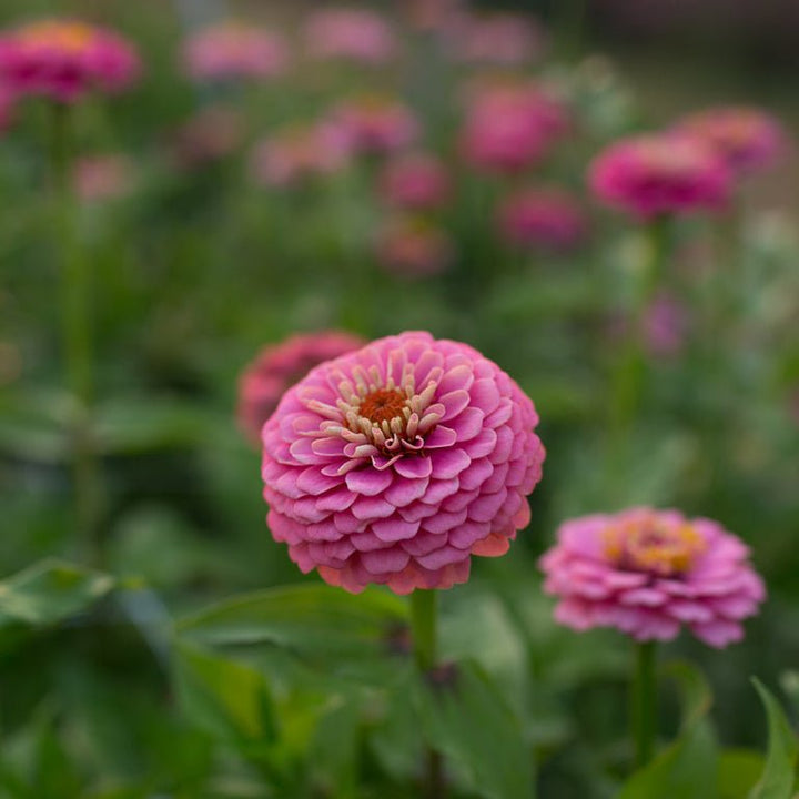 Zinnia ‘Oklahoma Pink’ - Clementine Home Floral Gift