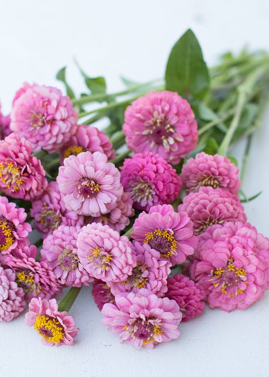 Zinnia ‘Oklahoma Pink’ - Clementine Home Floral Gift
