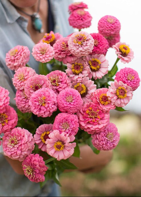 Zinnia ‘Oklahoma Pink’ - Clementine Home Floral Gift