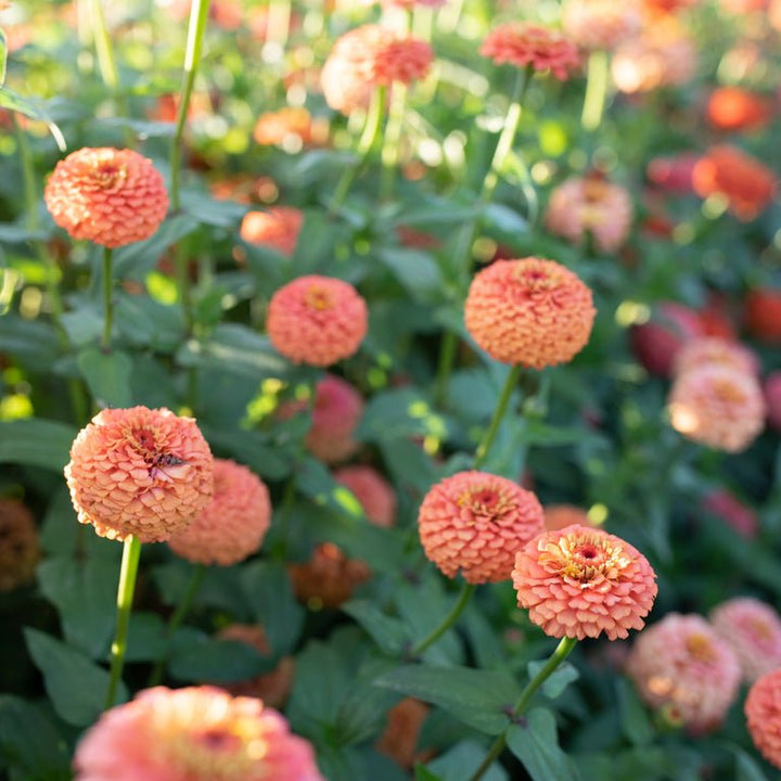 Zinnia ‘Oklahoma Salmon’ - Clementine Home Floral Gift