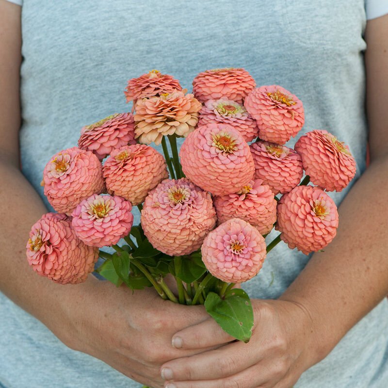 Zinnia - Oklahoma Salmon - Clementine Home Floral Gift