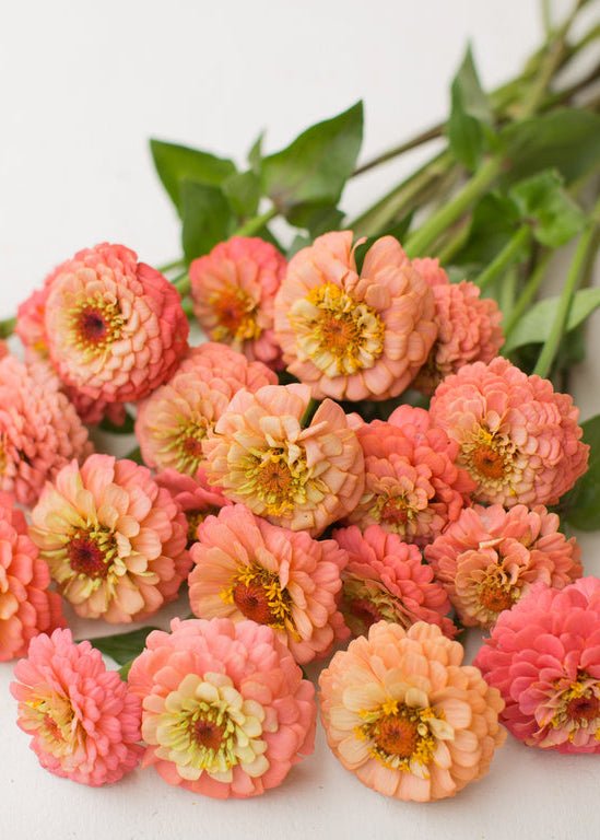 Zinnia ‘Oklahoma Salmon’ - Clementine Home Floral Gift